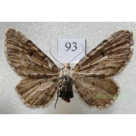 Eupithecia intricata (Zetterstedt, 1839) Czech93